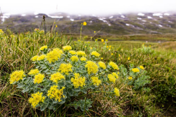 Rhodiola-rozenwortel-krachtig-kruid-adaptogeen-stress-stresssituaties-veerkracht-focus-bloedsomloop-antioxidant