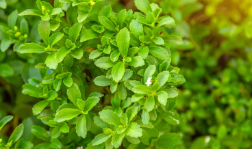 stevia-plant-zoetstof-suikervervanger-suiker-vervanger-alternatief