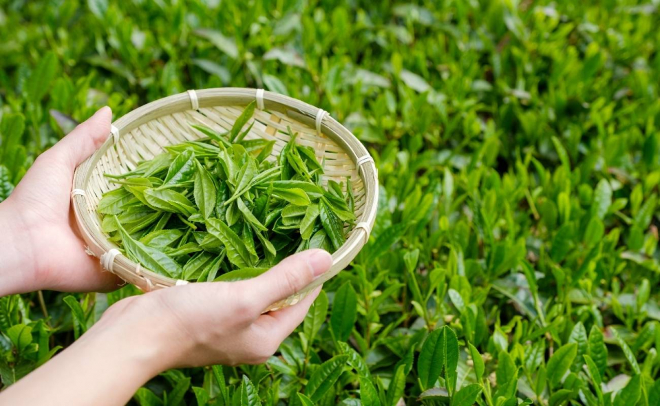 groene thee-supplement-groenetheeextract